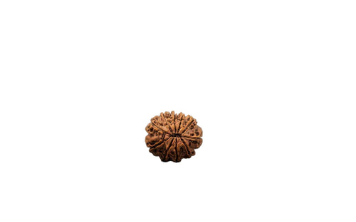 Natural 10 Mukhi Rudraksha (Nepali)
