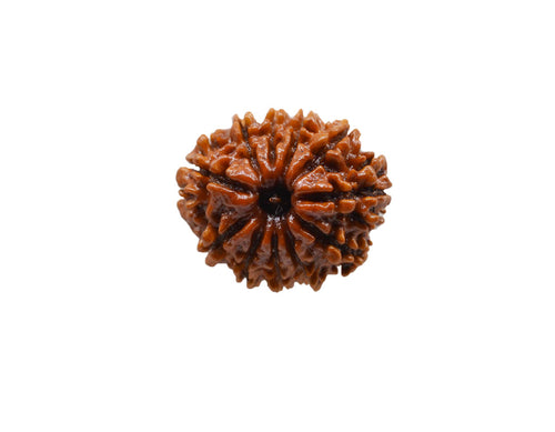 Natural 11 Mukhi Rudraksha (Indo)