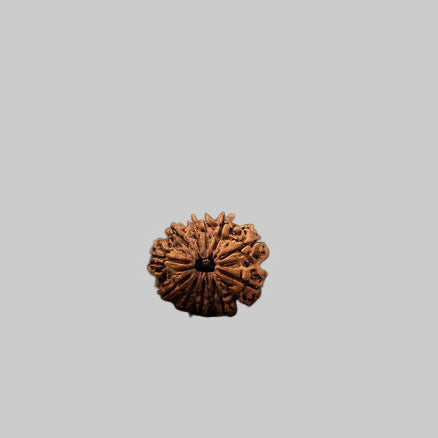 Natural 11 Mukhi Rudraksha (Nepali)