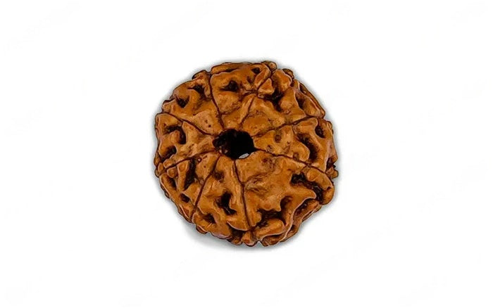 Natural 8 Mukhi Rudraksha (Indo)