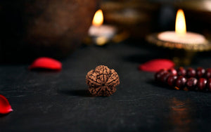 Natural 5 Mukhi Rudraksha (Nepali)