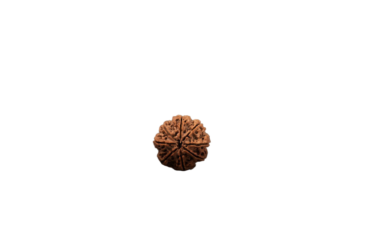 Natural 8 Mukhi Rudraksha (Nepali)