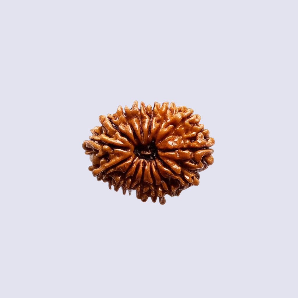 Natural 15 Mukhi Rudraksha (Nepali)