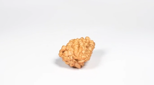 Natural 1 Mukhi Rudraksha - Indian