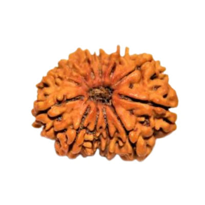 Natural 12 Mukhi Rudraksha (Indo)