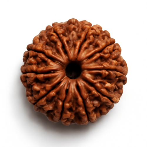 Natural 10 Mukhi Rudraksha (Indo)