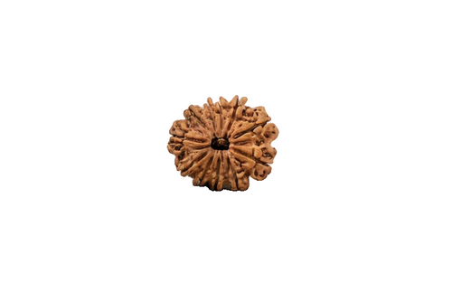 Natural 11 Mukhi Rudraksha (Nepali)