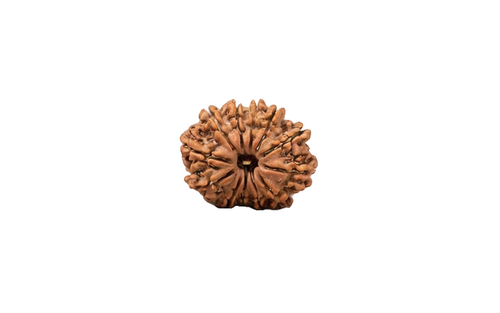 Natural 12 Mukhi Rudraksha (Nepali)
