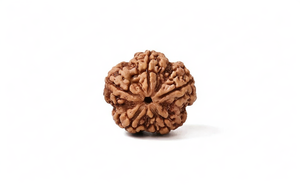 Natural 5 Mukhi Rudraksha (Nepali)