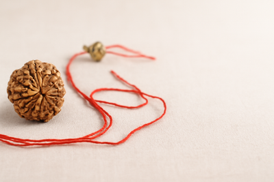 Rudraksha 1-14 Mukhi (indo)
