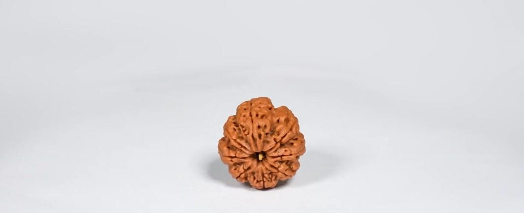 Natural 8 Mukhi Rudraksha (Nepali)