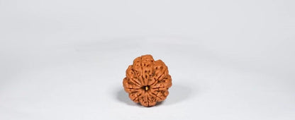 Natural 8 Mukhi Rudraksha (Nepali)