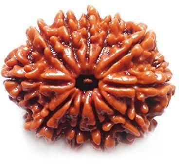 Natural 11 Mukhi Rudraksha (Indo)