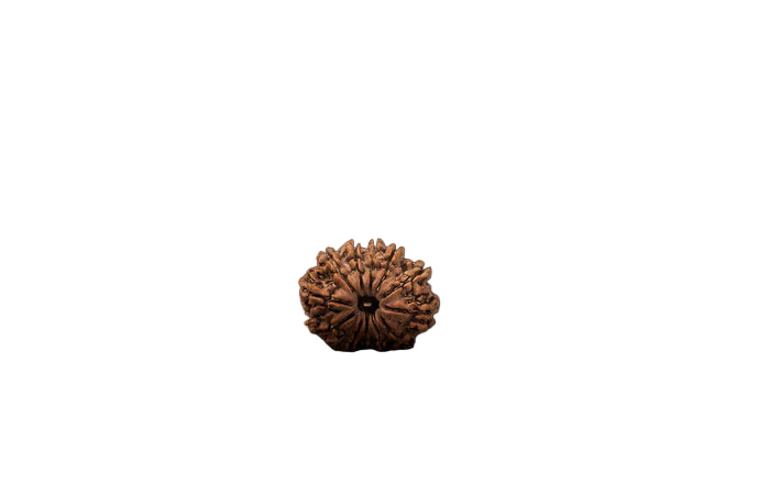 Natural 12 Mukhi Rudraksha (Nepali)
