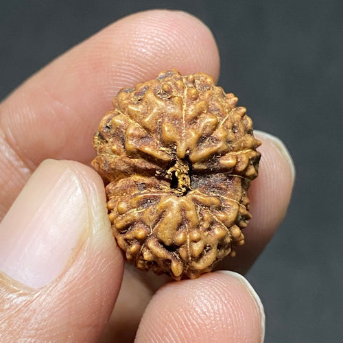 Natural 13 Mukhi Rudraksha (Indo)