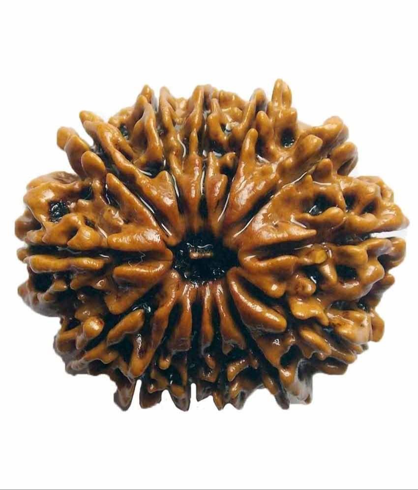 Natural 13 Mukhi Rudraksha (Indo)
