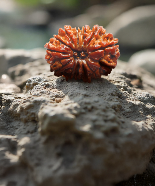 Natural 13 Mukhi Rudraksha (Indo)