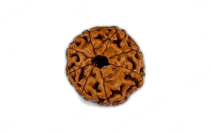 Natural 8 Mukhi Rudraksha (Indo)
