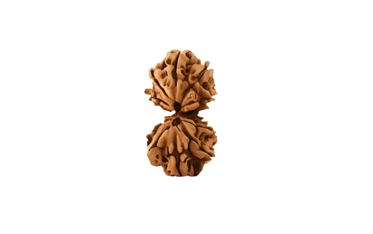 Gauri Shankar Rudraksha