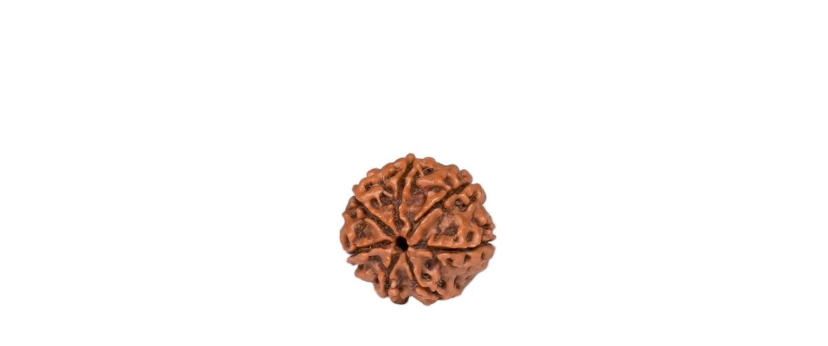 Natural 7 Mukhi Rudraksha (Nepali)