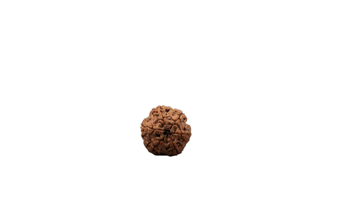 Natural 6 Mukhi Rudraksha (Nepali)