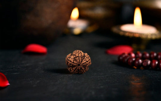 Natural 5 Mukhi Rudraksha (Nepali)