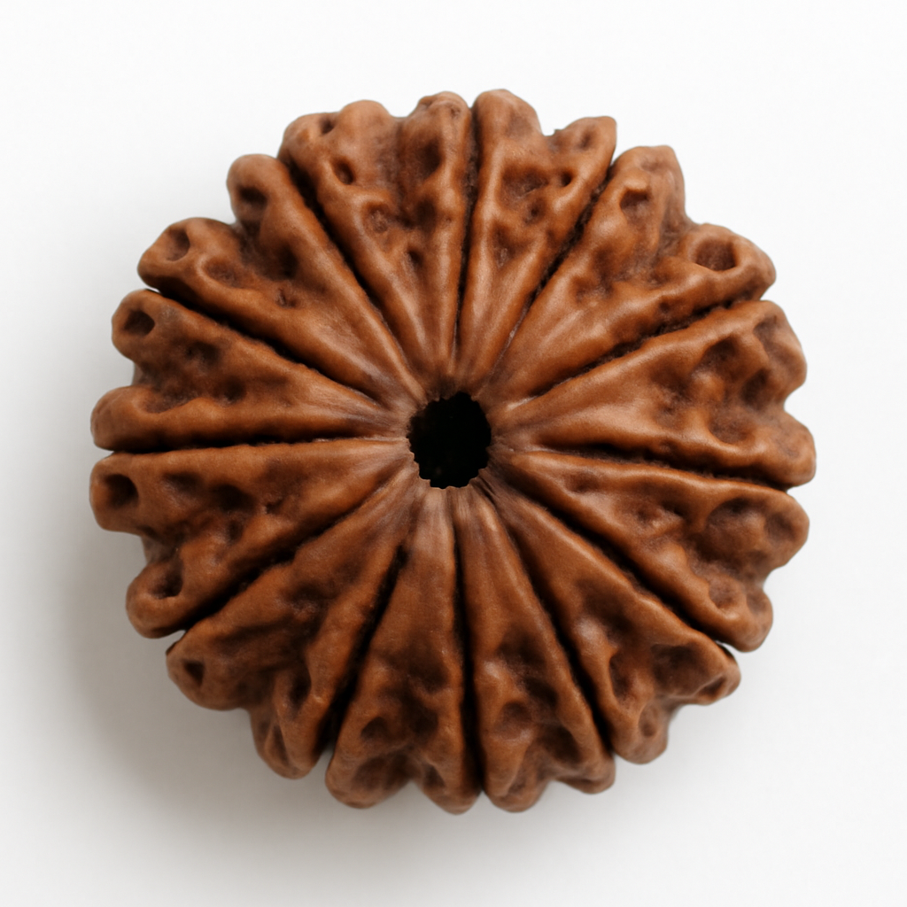 Natural 12 Mukhi Rudraksha (Indo)