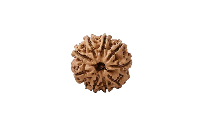 Natural 9 Mukhi Rudraksha (Nepali)