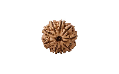 Natural 9 Mukhi Rudraksha (Nepali)