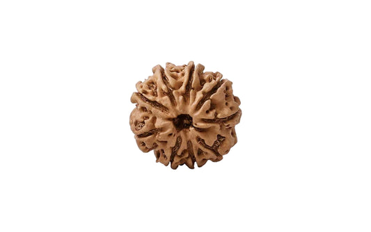 Natural 9 Mukhi Rudraksha (Nepali)