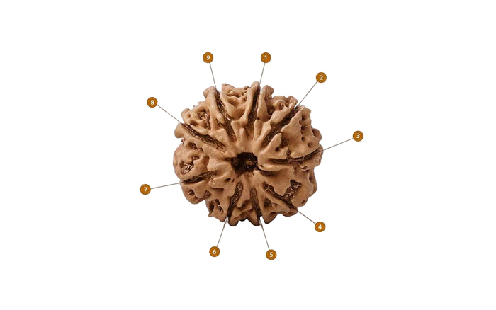 Natural 9 Mukhi Rudraksha (Nepali)