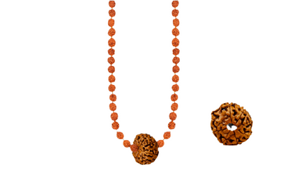 Siddha Rudraksha Mala with a 8 Mukhi Rudraksha and 54 authentic 5 Mukhi Rudraksha