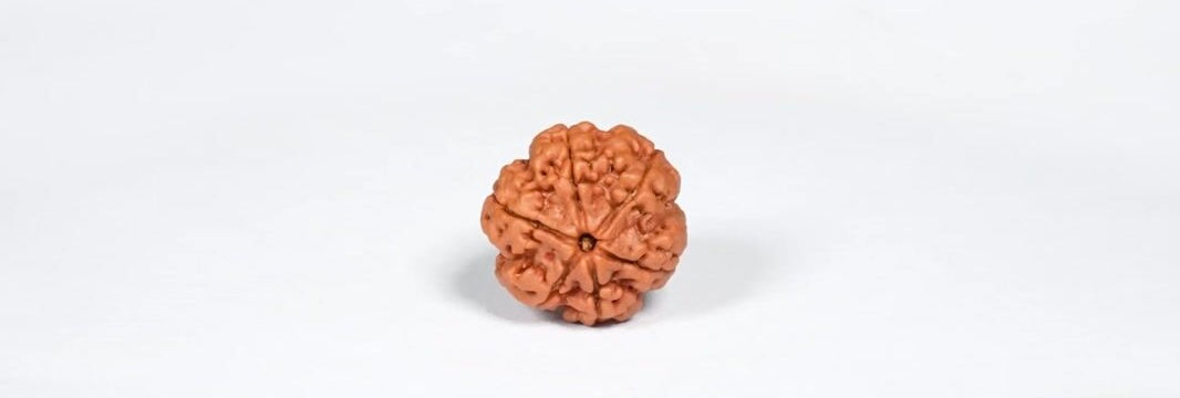 Natural 6 Mukhi Rudraksha (Nepali)