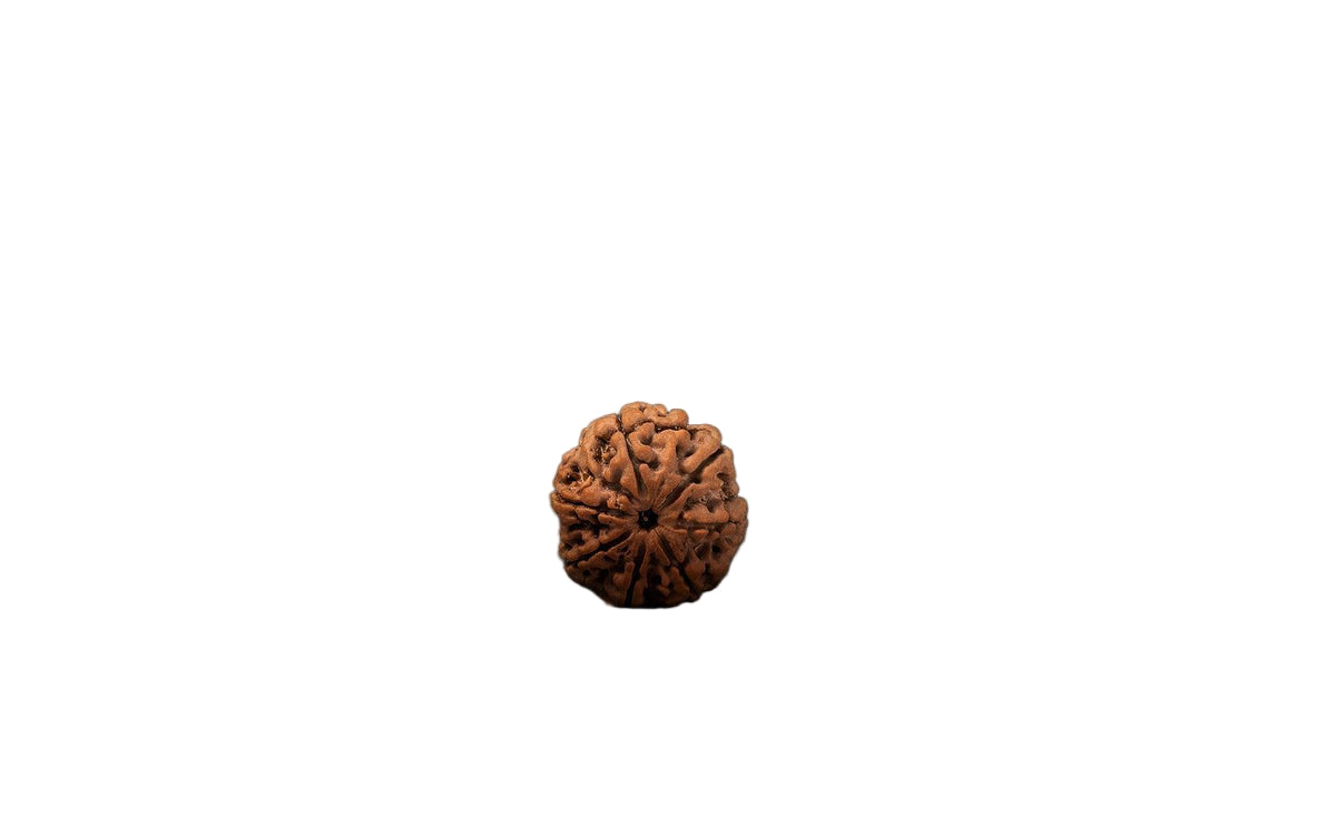 Natural 7 Mukhi Rudraksha (Nepali)
