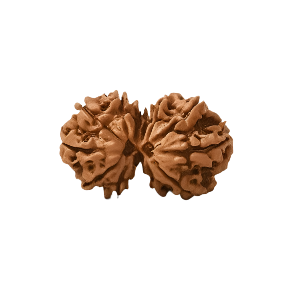 Gauri Shankar Rudraksha