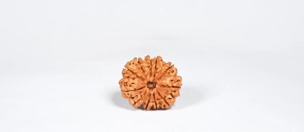 Natural 11 Mukhi Rudraksha (Nepali)