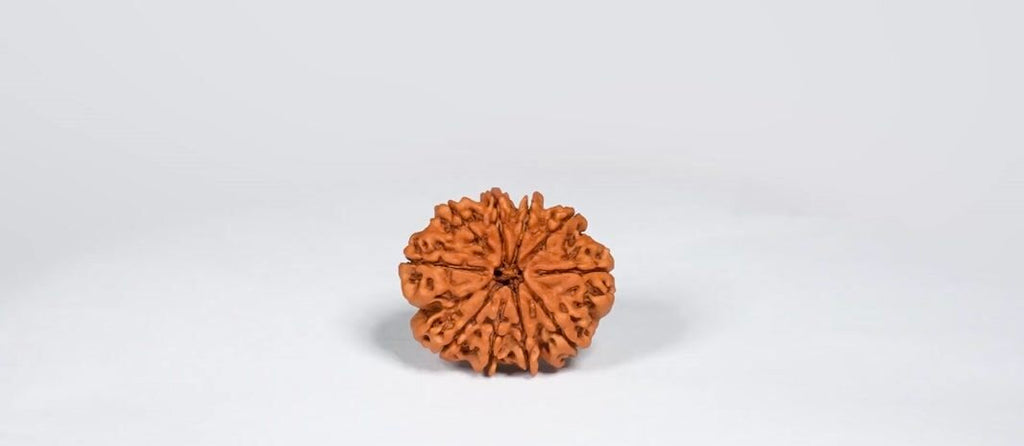 Natural 10 Mukhi Rudraksha (Nepali)
