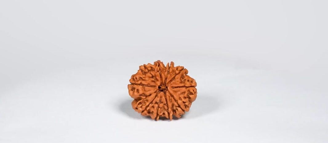 Natural 10 Mukhi Rudraksha (Nepali)