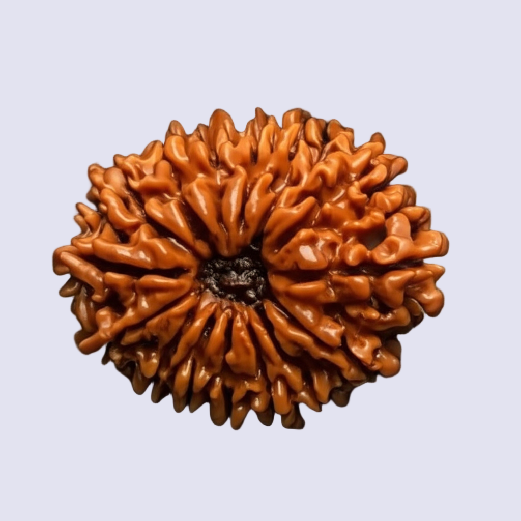 Natural 15 Mukhi Rudraksha (Nepali)