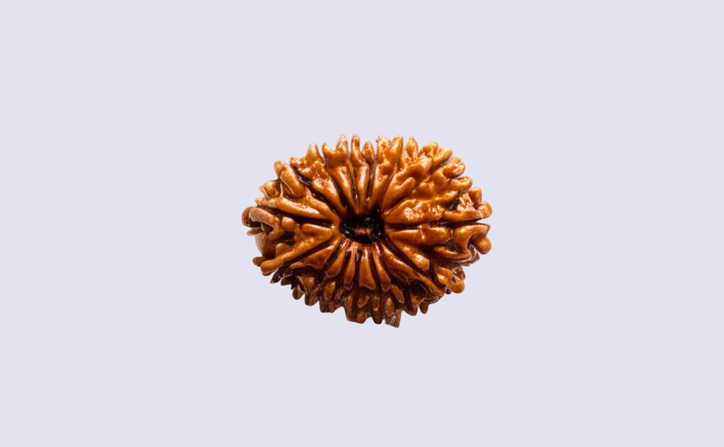 Natural 15 Mukhi Rudraksha (Nepali)