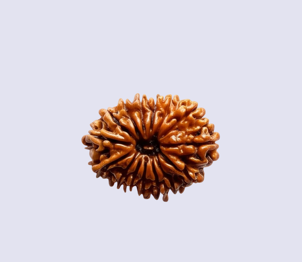 Natural 15 Mukhi Rudraksha (Nepali)