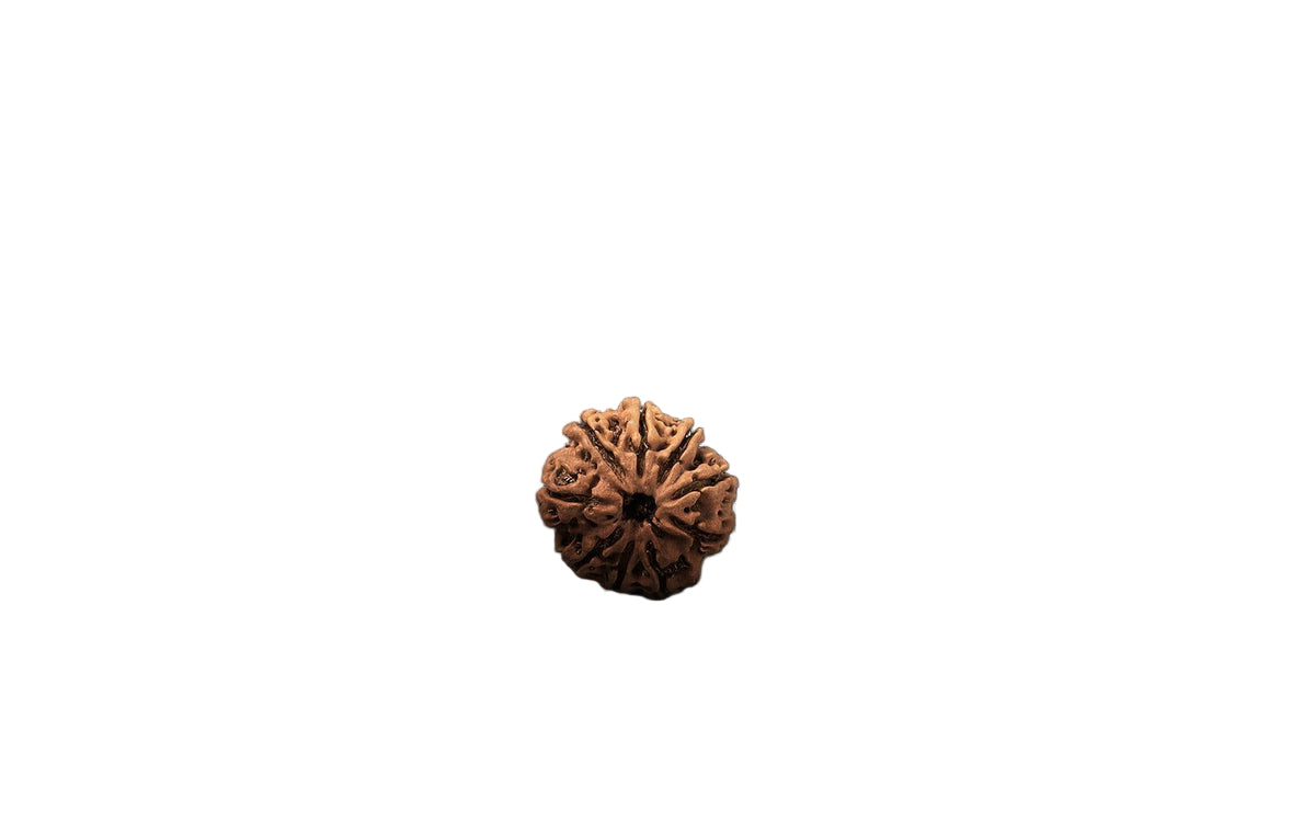 Natural 9 Mukhi Rudraksha (Nepali)