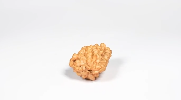 Natural 1 Mukhi Rudraksha - Indian