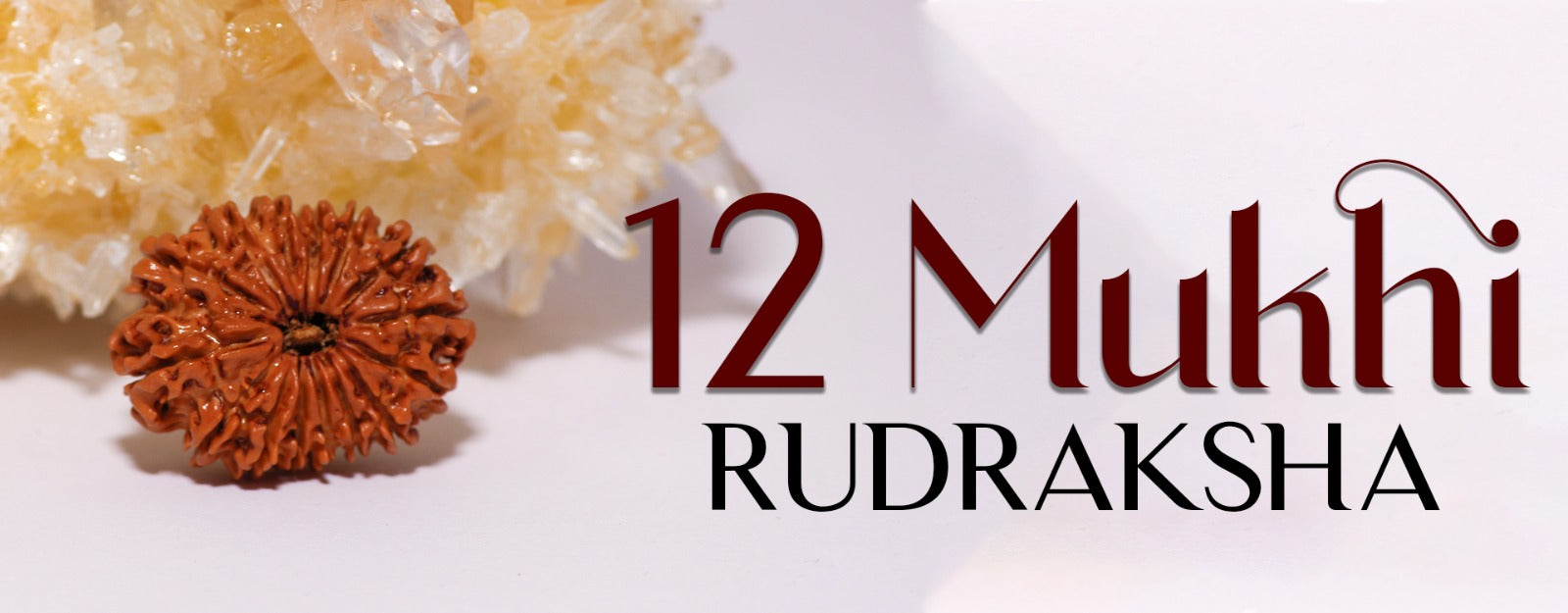 Natural 12 Mukhi Rudraksha (Indo)
