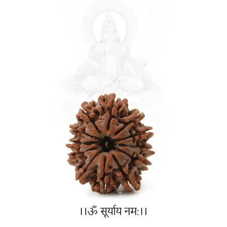 Natural 12 Mukhi Rudraksha (Indo)