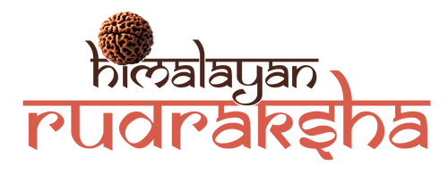 Himalayan Rudraksha 