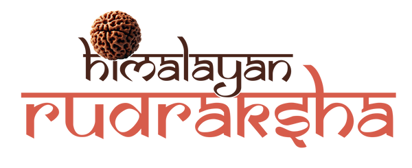 Himalayan Rudraksha 