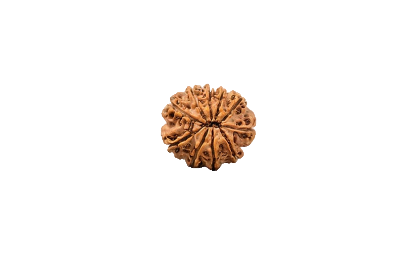 Natural 10 Mukhi Rudraksha (Nepali)