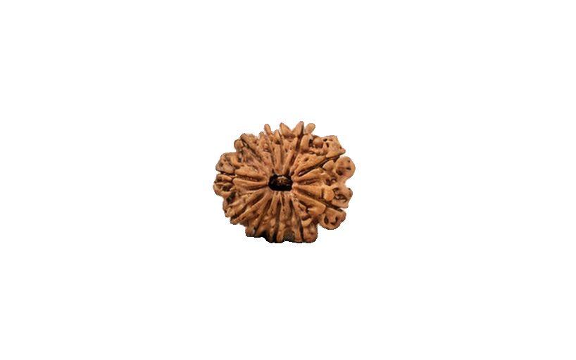 Natural 11 Mukhi Rudraksha (Nepali)
