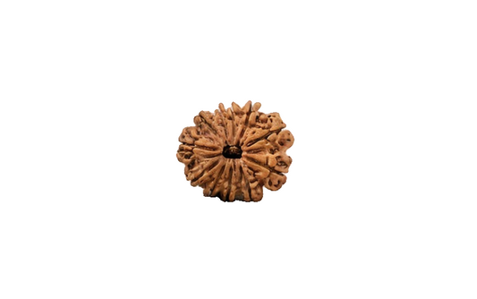Natural 11 Mukhi Rudraksha (Nepali)